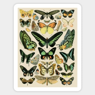 Vintage French Butterflies Sticker